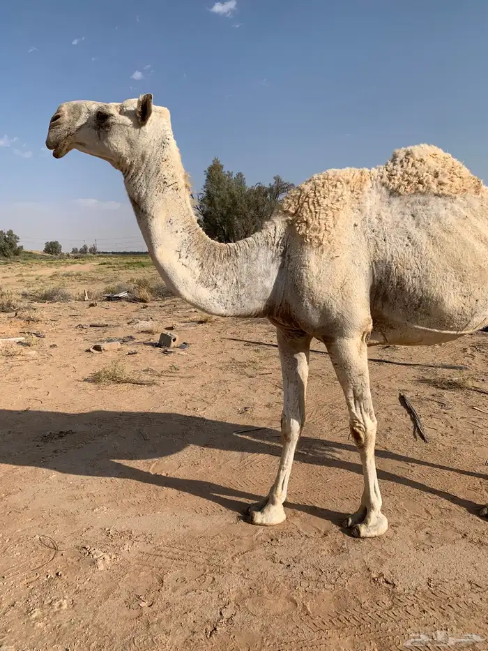 للبيع خفوت وضحى مسحوب حشيها اليوم 4