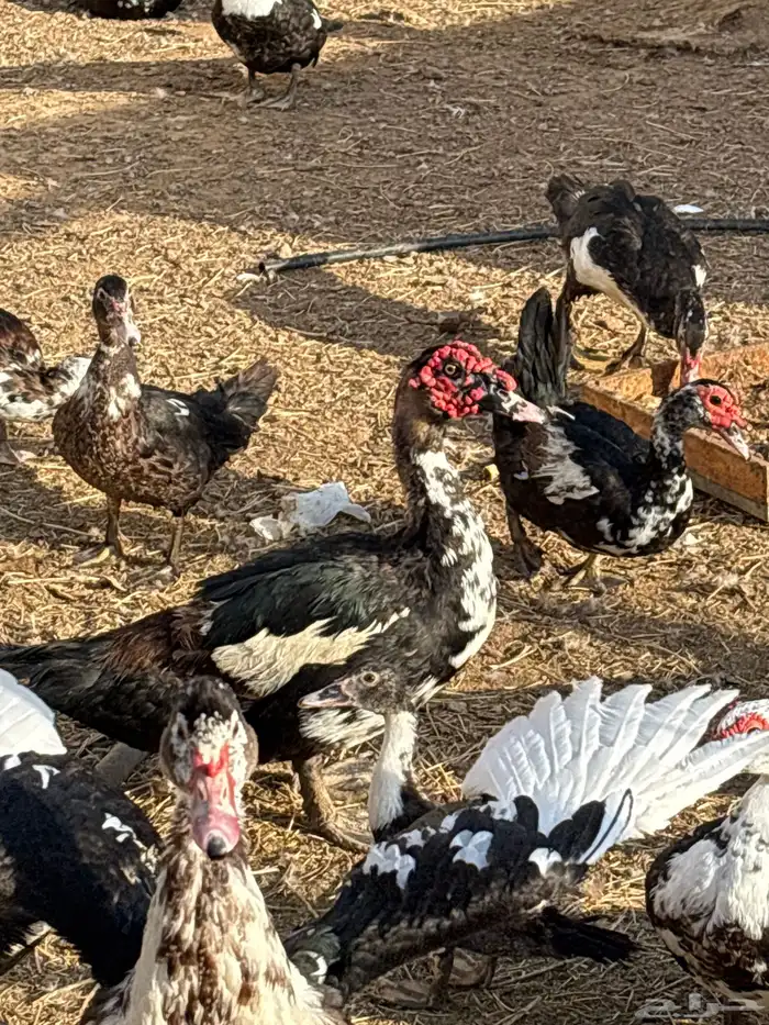 بط سوداني 1