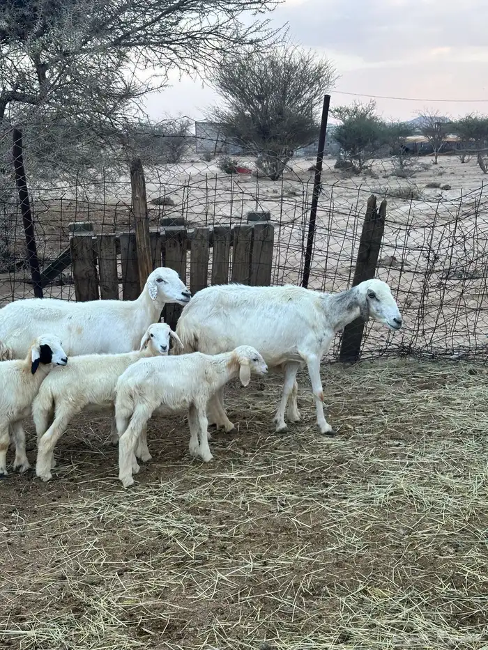 ضان خلفات متاومات 4