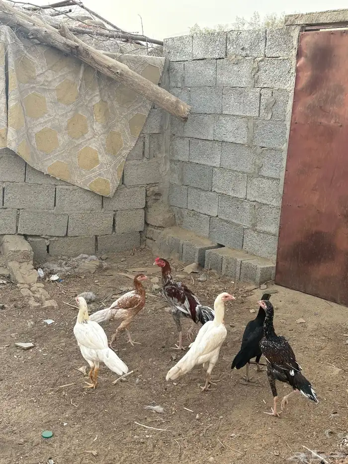 ديك بكستاني و انثى بكستاني كلهم سندي 2