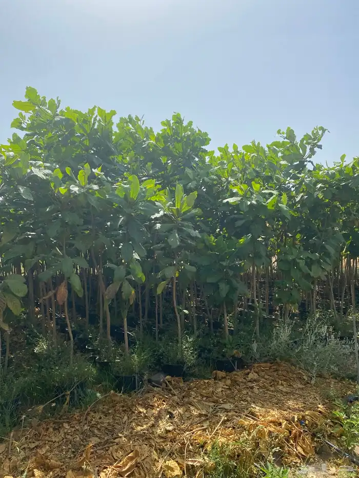 اشجار باحجام مختلفة البيع جمله فقط 23