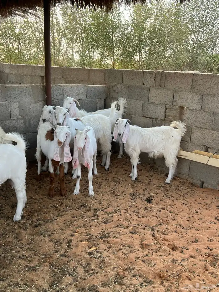 ذبايح نعيم 7