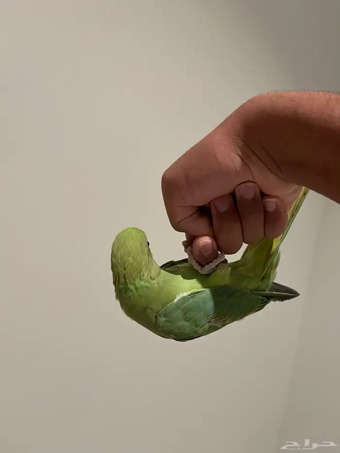 ذكر دره هنديه بدايه كلام 5