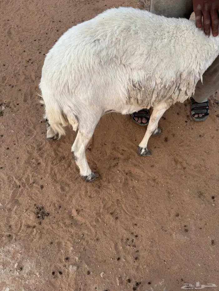 شياه حريات طايحه سنونهن حيل للبيع 0