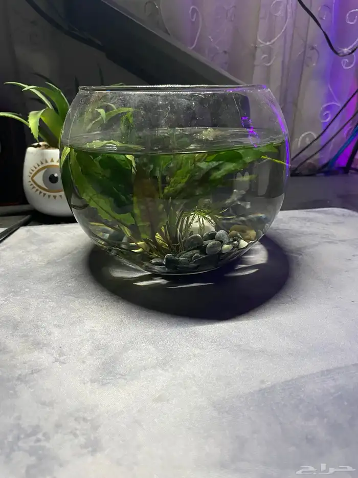 حوض شريمب صغير 0