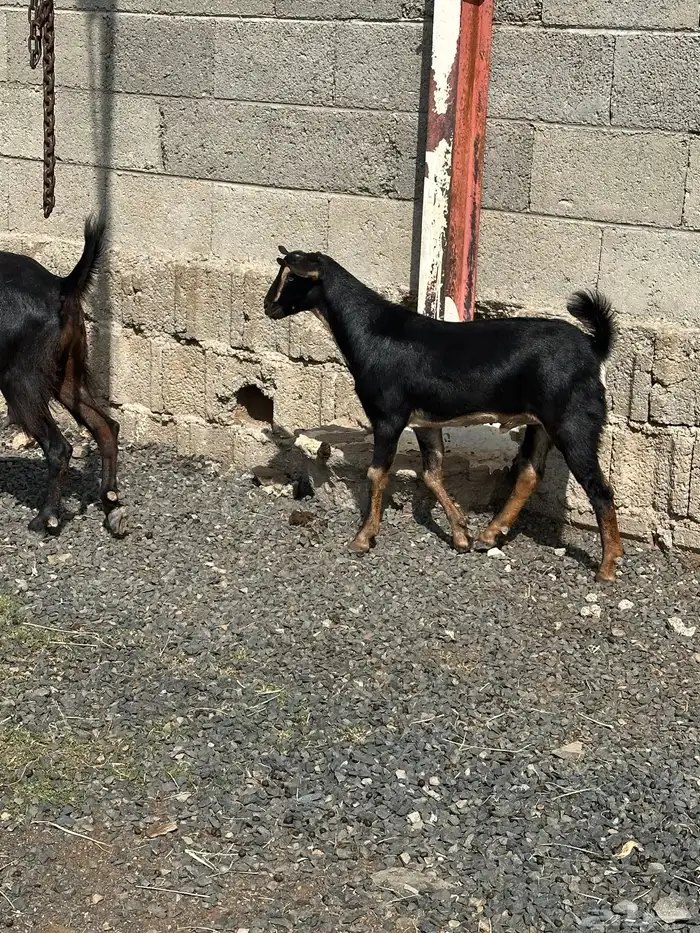 عنز عليها تيس 8
