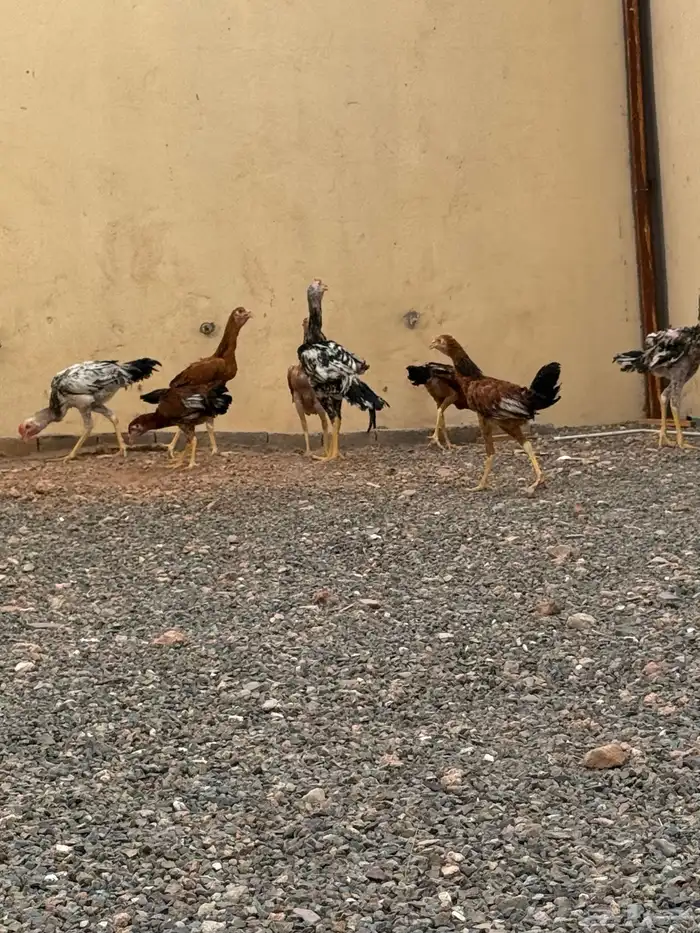 دجاج باكستاني 4
