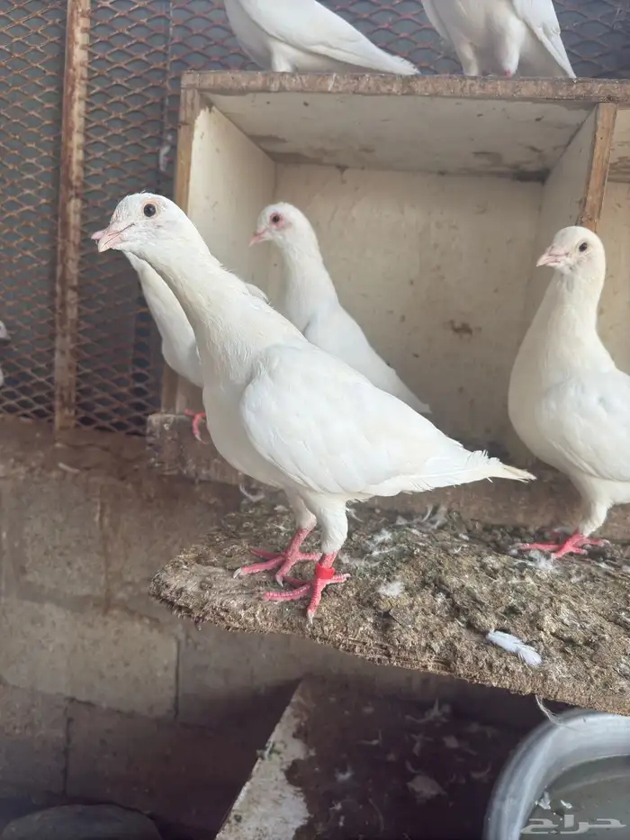 حمام فرنسي جابو 5