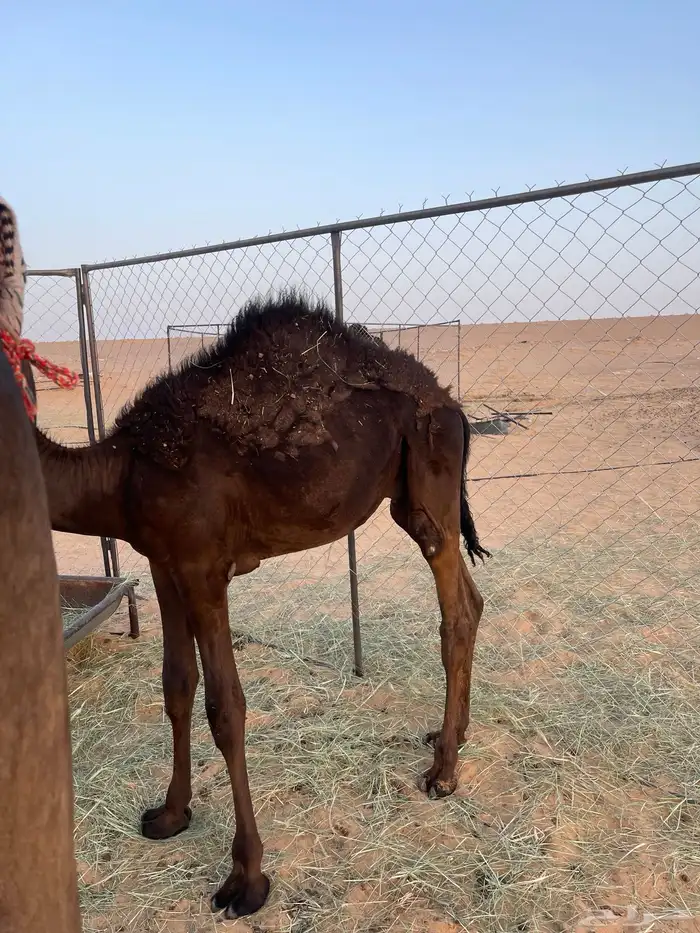 قعود 1