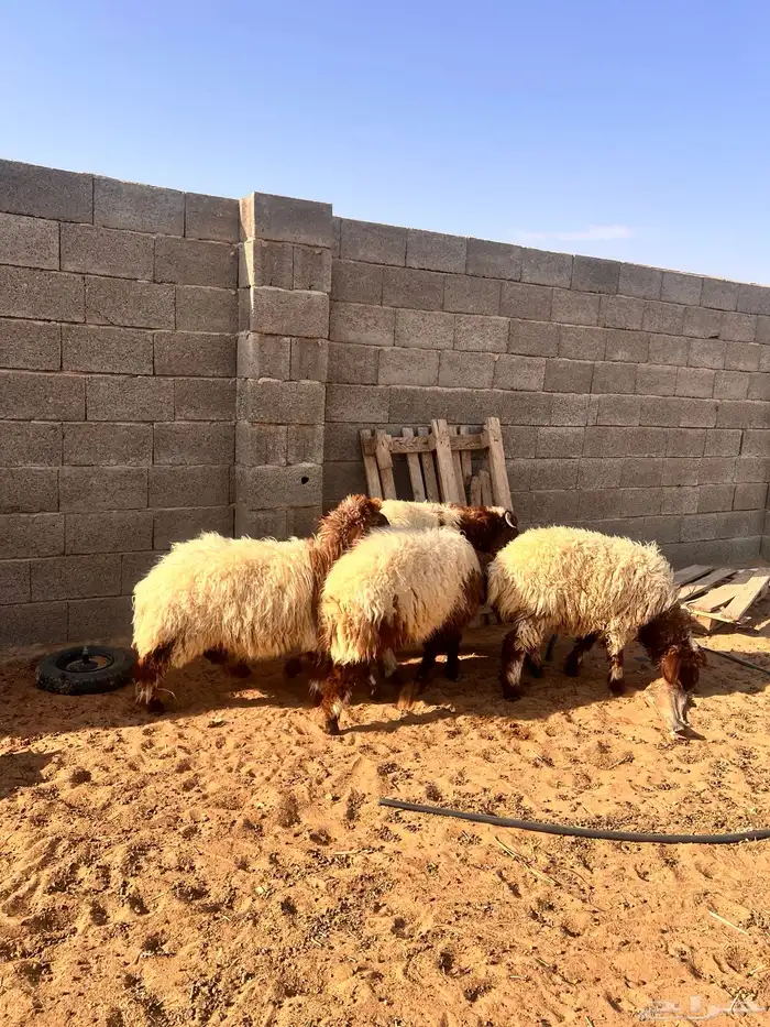 بهم نعيم 0