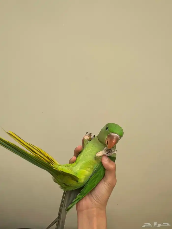 ببغاء درة نيبالي اليف 6