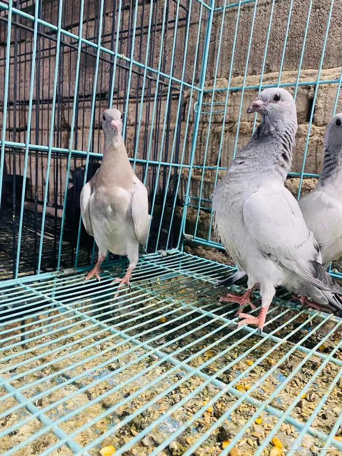 للبيع مجموعة طبات زواجل 8