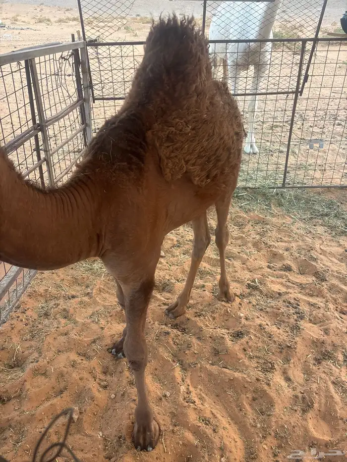 حاشي لباني ست شهور ونص 2