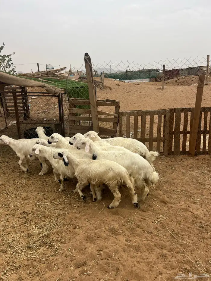 ذبائح خرفان ورخال صفر نجران وتيوس بلديه 1