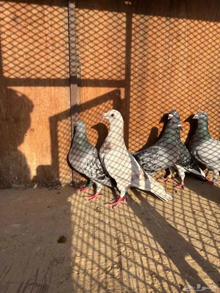 خوارج للبيع 0