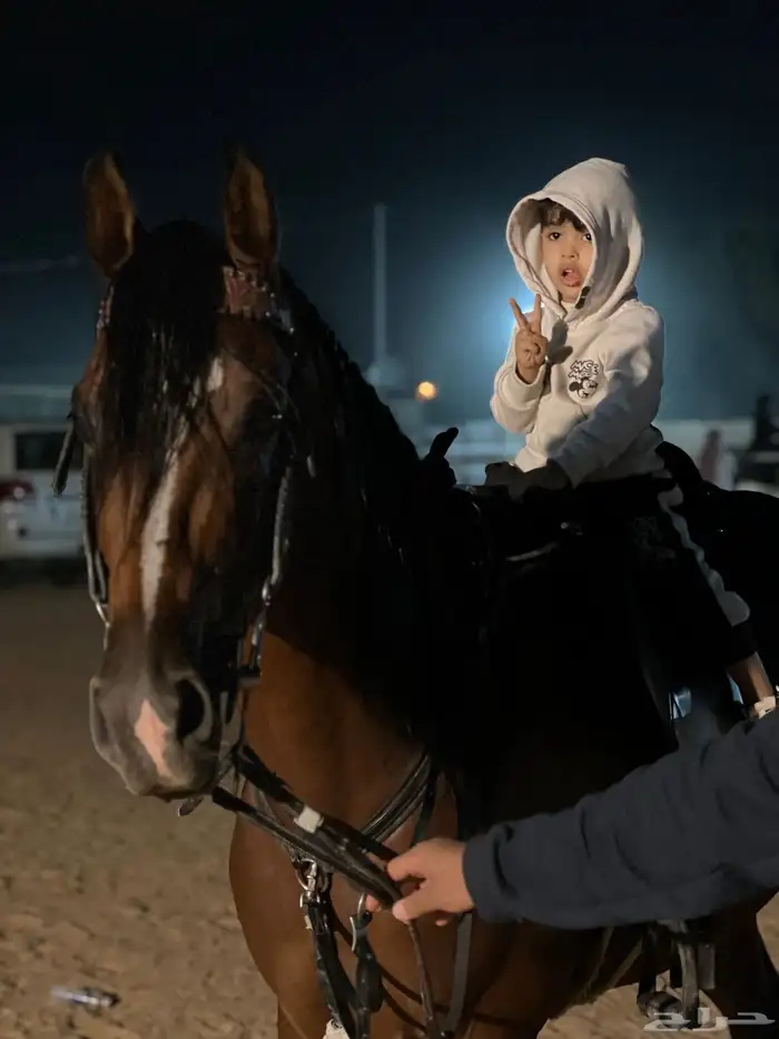تدريب وتعليم ركوب الخيل و ايواء 8