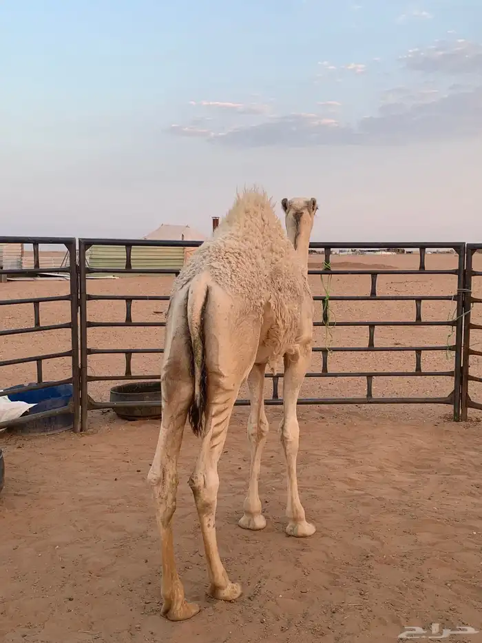 حوار لباني ذبح اليوم موجود بالملحمة الان 0