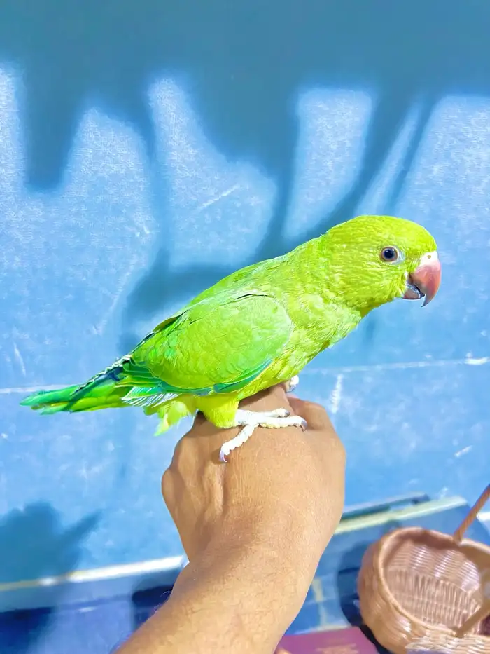 ببغاء 1