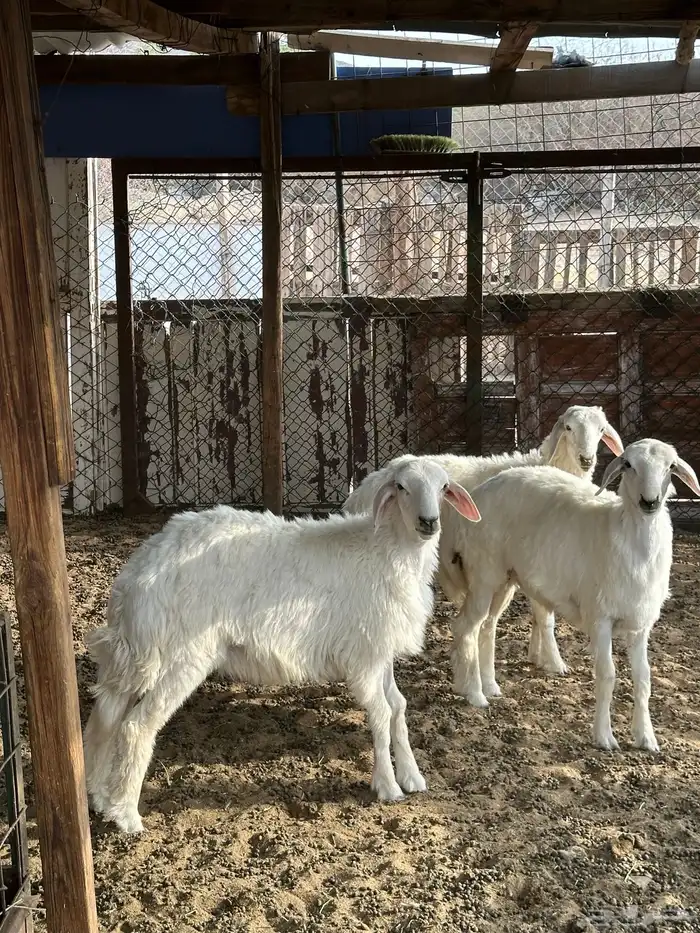 طليان حريه وسواكن تربيه سمان فل شحم ولحم 0