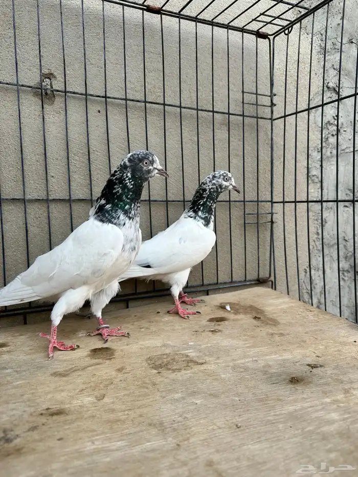 جوز تيدي جونسرا5 1