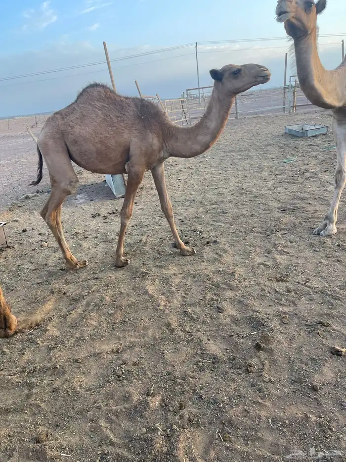 للبيع حشو 0