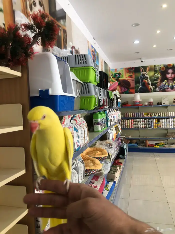 دره هولندي اليف مرره 3