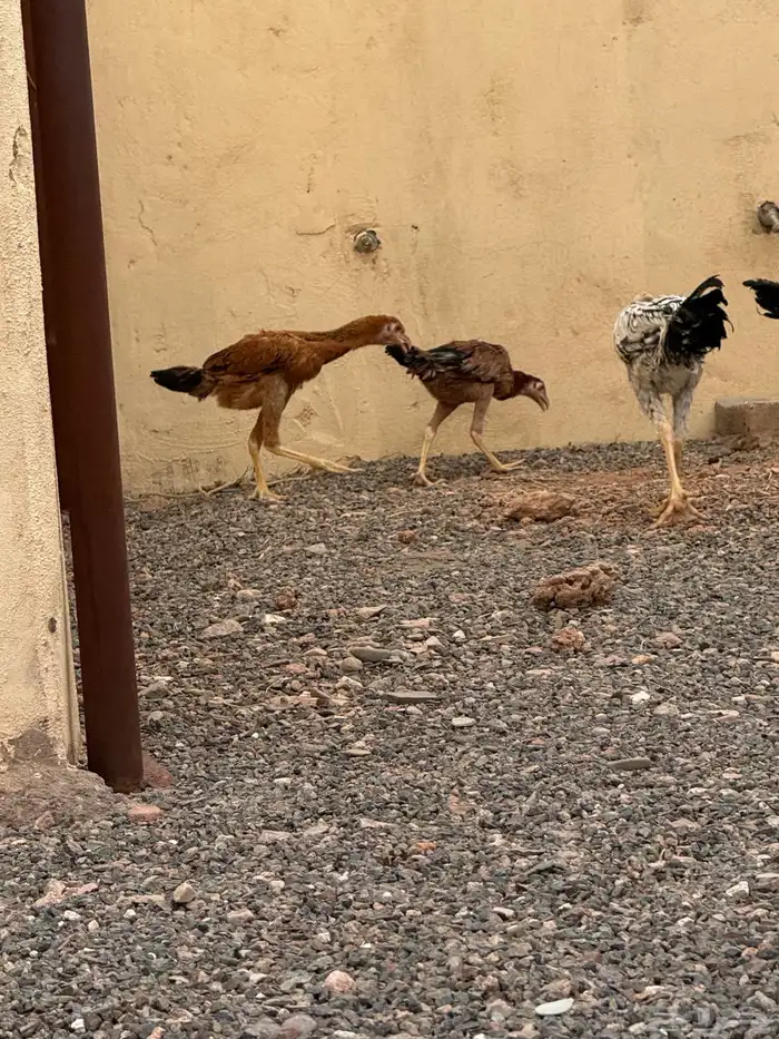 دجاج باكستاني 5