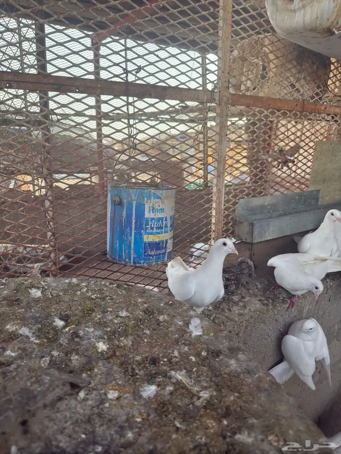 حمام فرنسي جابو 8