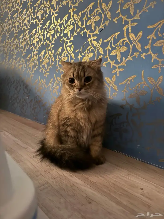 للبيع قطط 0