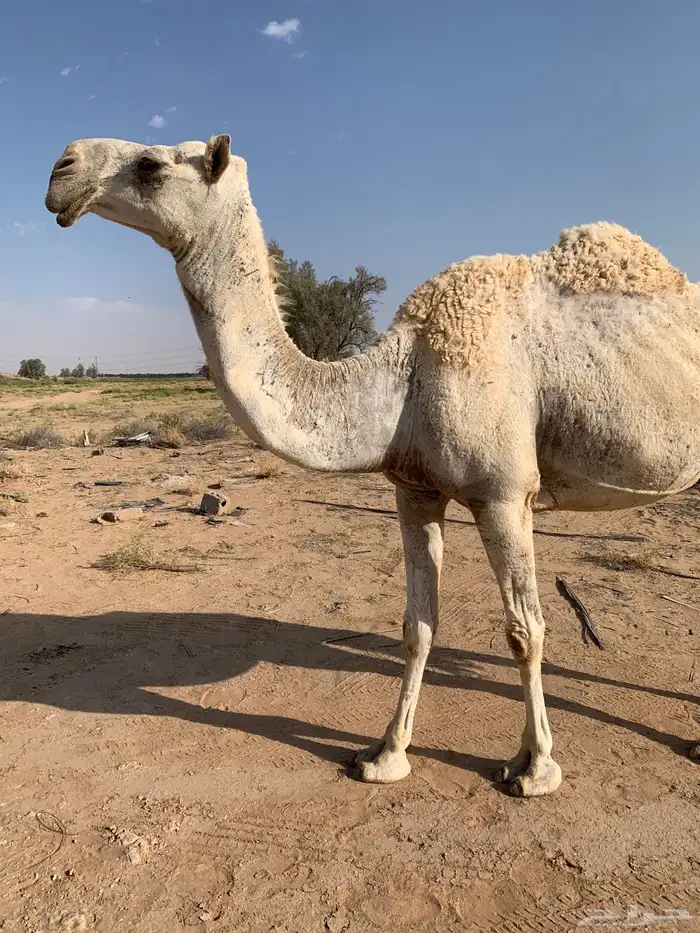 للبيع خفوت وضحى مسحوب حشيها اليوم 3