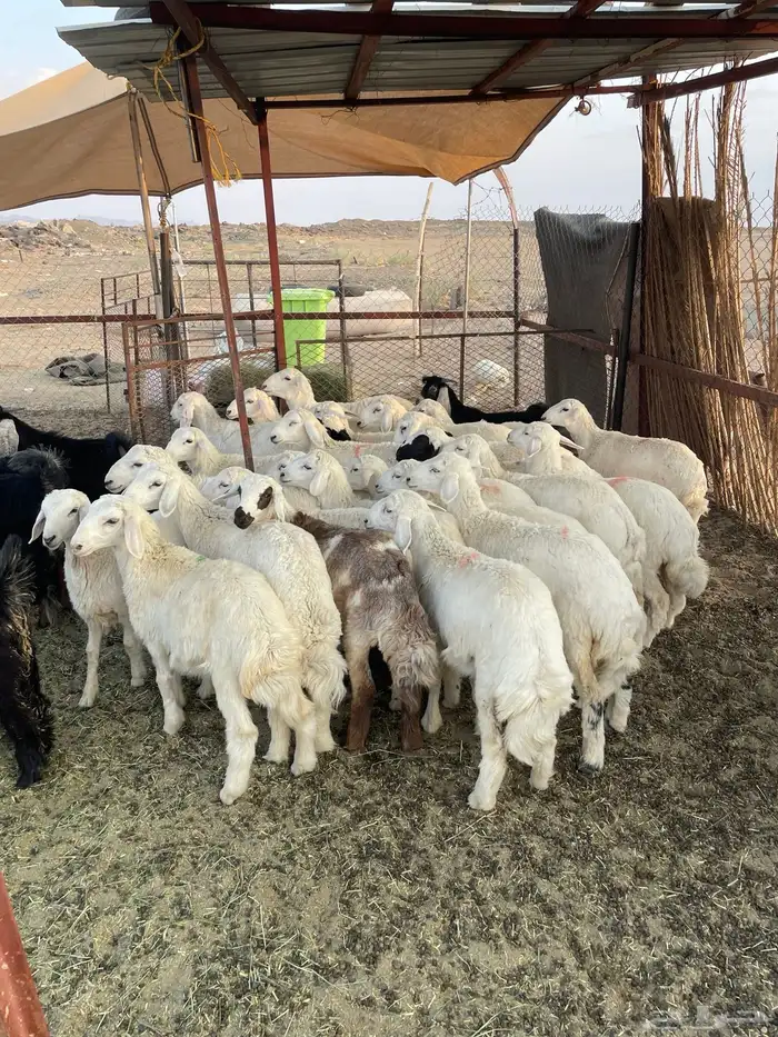 رخال صنف للبيع 1