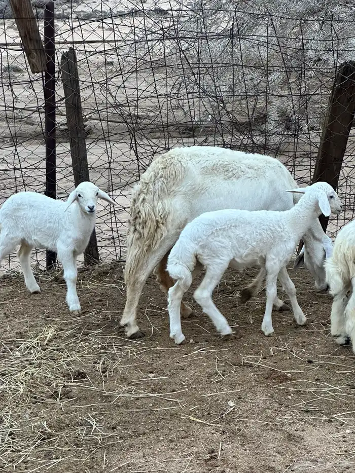 ضان خلفات متاومات 11