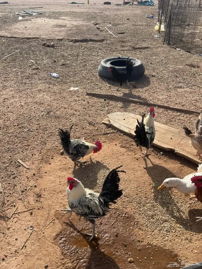 دجاج بياض 4