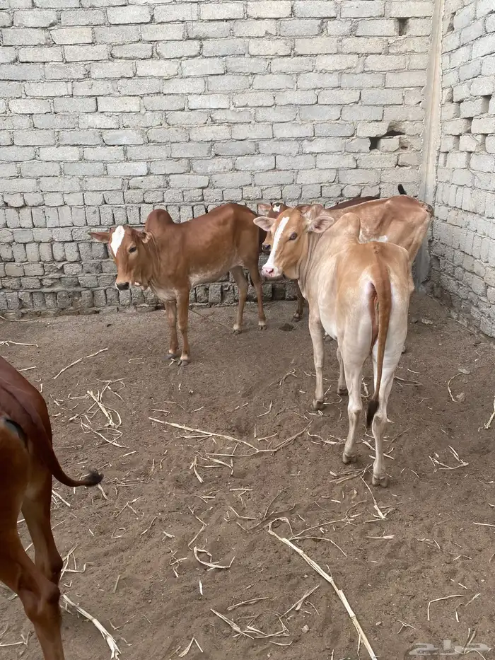 حسيل و ثلاث خبيش 2