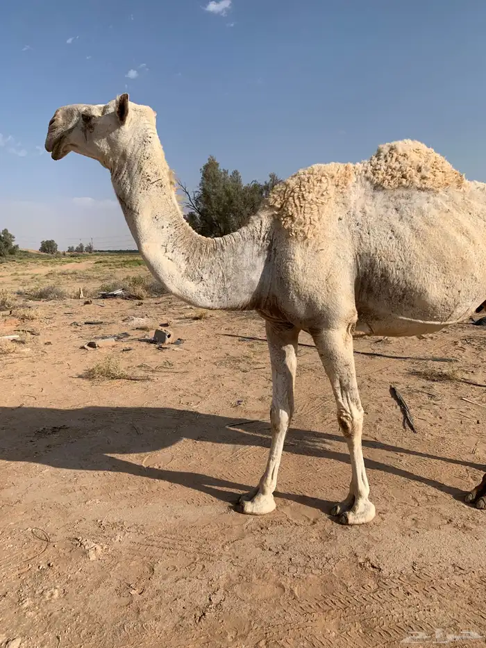 للبيع خفوت وضحى مسحوب حشيها اليوم 0