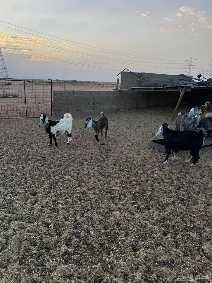 تيوس مخصاه و جفار 0