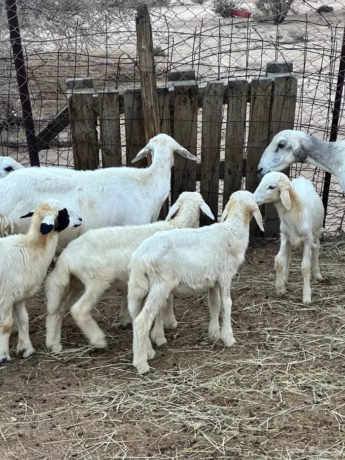 ضان خلفات متاومات 5