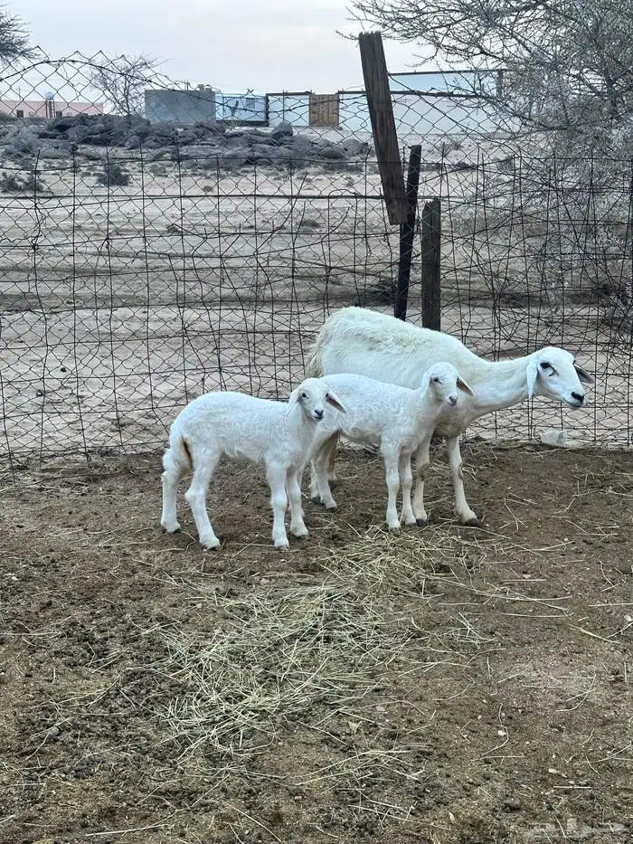 ضان خلفات متاومات 7
