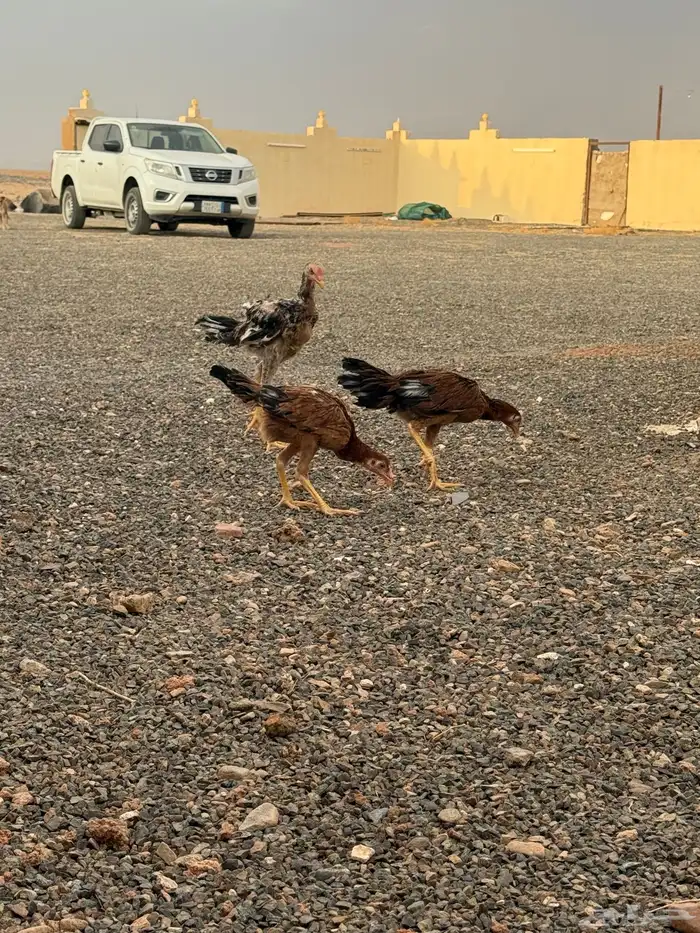 دجاج باكستاني 8