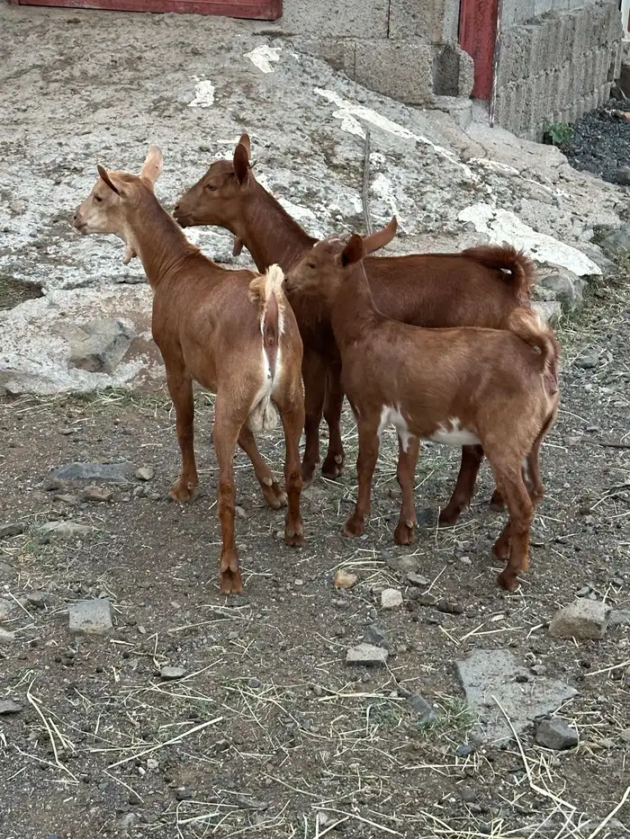 تيس وعناقين 1