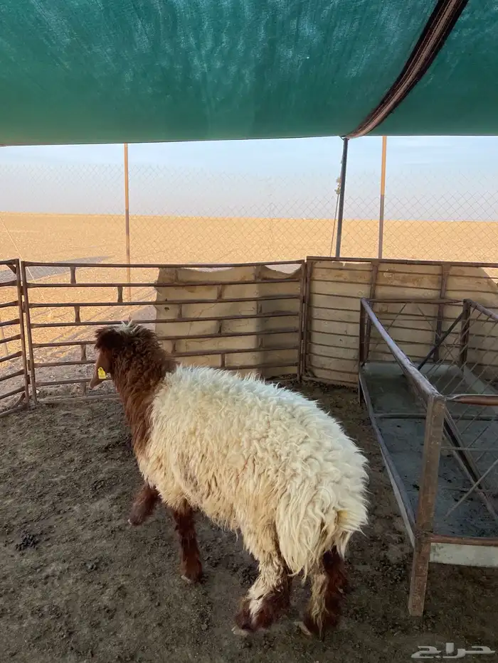 رخال طيبه 4