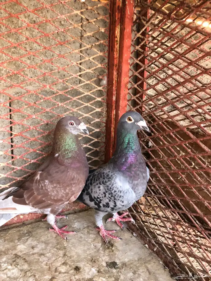 زاجل سباق 6