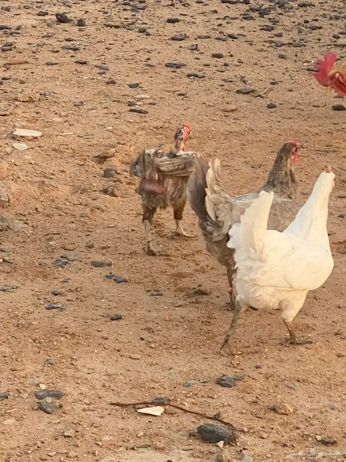 دجاج وديوك وبط بكيني للبيع 5