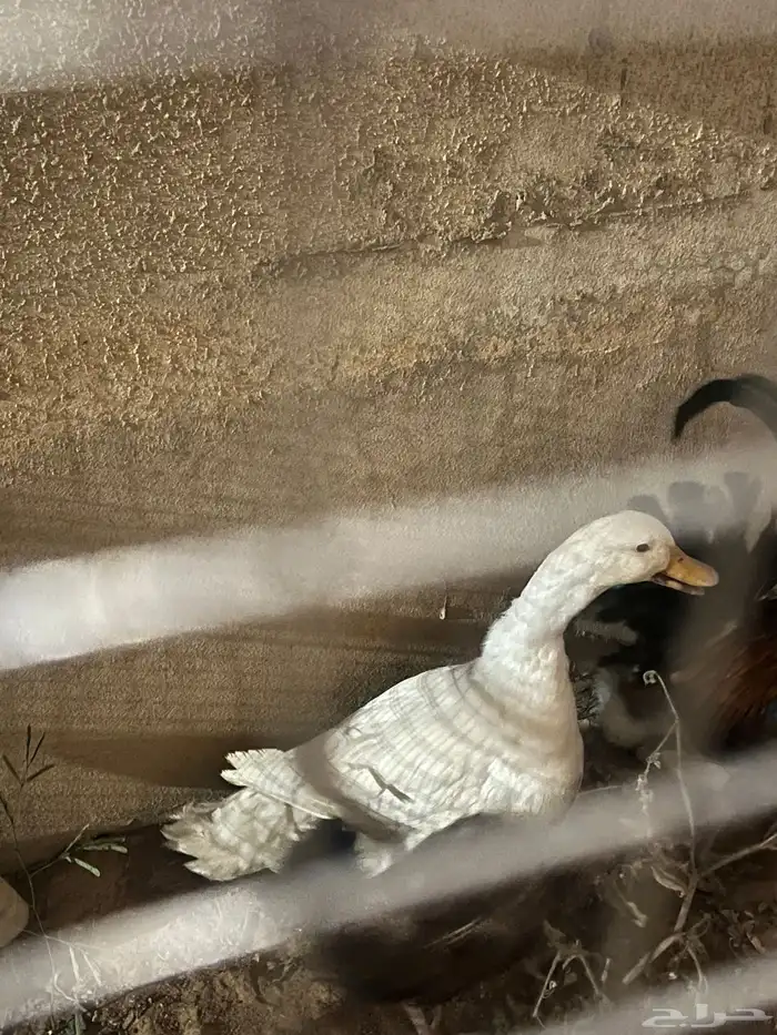 بطه 0