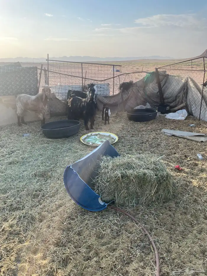 ماعز سن سادس 1