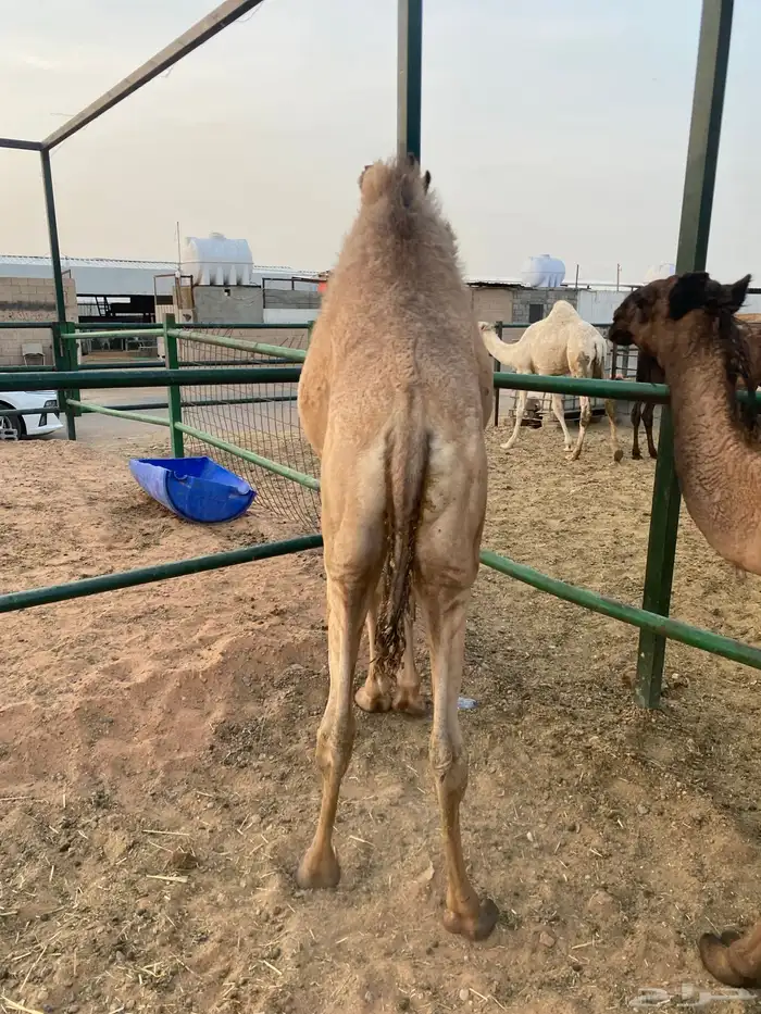 قعود فاخر 0