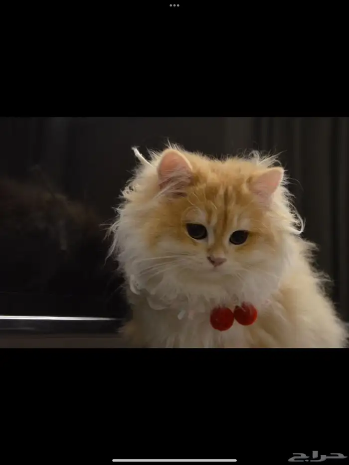 برتش سكوتش لونق هير luxury cat VIP مسجل 2