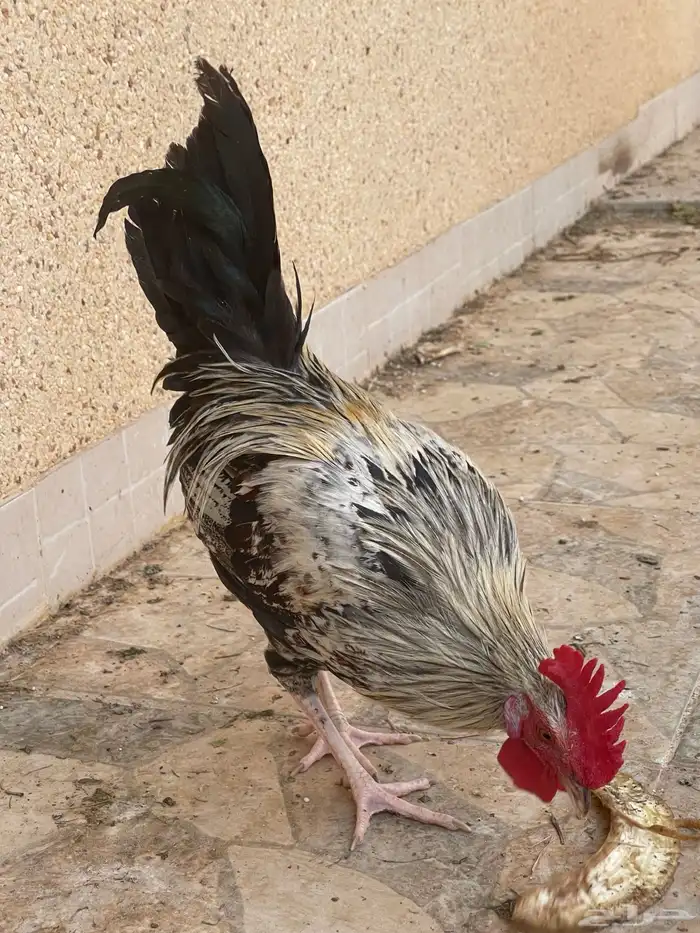 ديك لوهمان وبلدي للبيع 0