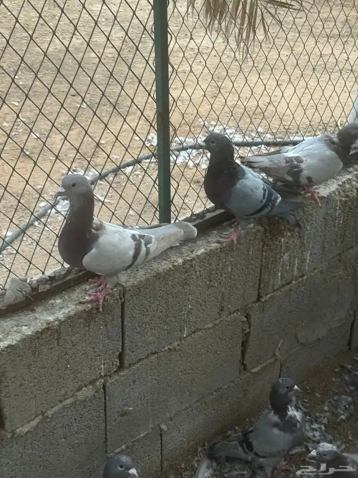 حمام مشكل 1