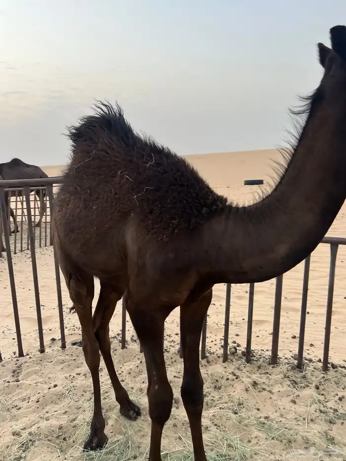 للبيع قعود حوار سمين وطيب 3